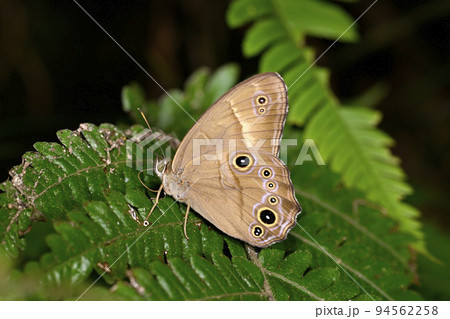 ヒカゲチョウ 94562258