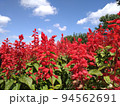 北海道 由仁町  ユニガーデン サルビア 夏 94562691
