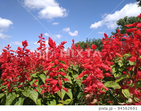 北海道 由仁町 ユニガーデン サルビア 夏 北海道 由仁町 ユニガーデン サルビア 夏 94562691