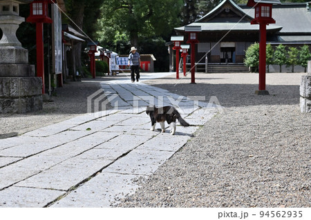 （信仰の風景）埼玉県久喜市 神社参道をゆく猫 94562935