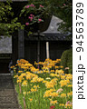 黄色い彼岸花が咲く西方寺　横浜市港北区 94563789