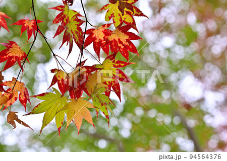 晩秋の輝き 94564376