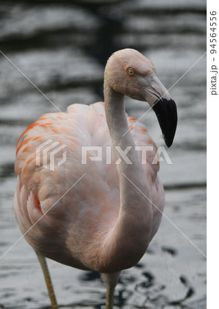 チリーフラミンゴ19 94564556