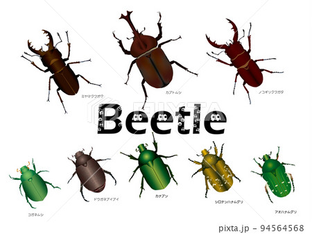 Beetle 94564568