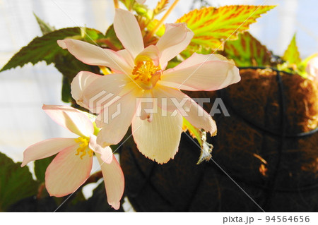 美しい花 熱帯植物(2月)宿根ベゴニア21 美しい花 熱帯植物(2月)宿根ベゴニア21 94564656