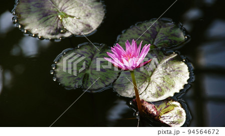 水面に浮かぶ睡蓮の花 熱帯植物(2月)熱帯スイレン91H16.9 水面に浮かぶ睡蓮の花 熱帯植物(2月)熱帯スイレン91H16.9 94564672