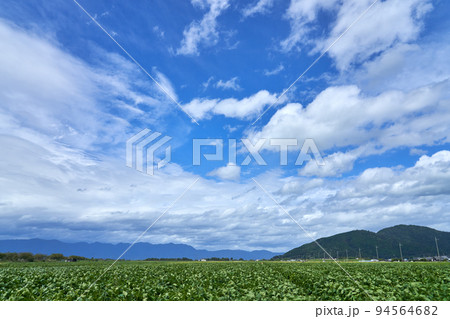 湖東の平野の大豆畑 湖東の平野の大豆畑 94564682