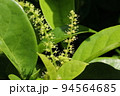 自然　植物　シマシラキ、花。雌雄異株の木でこちらは雄花、穂状花序に小さな花が並びます 94564685