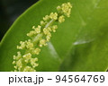 自然　植物　シマシラキ、雄花です。琉球の海岸で夏の間、地味な花を咲かせます 94564769