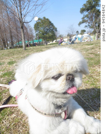 公園で休憩するペキニーズ犬 94564842