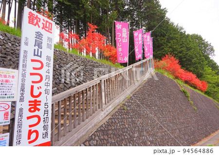 金尾山つつじ祭り　ヤマツツジ　 94564886