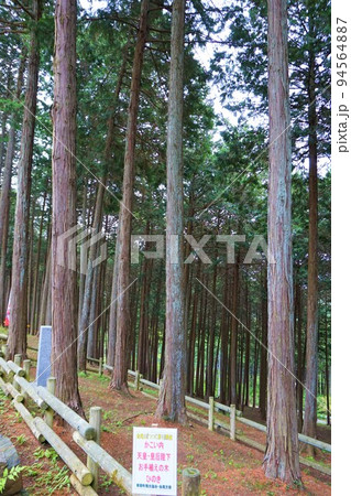 金尾山つつじ祭り　ひのき　檜　お手植え　ヤマツツジ　 94564887