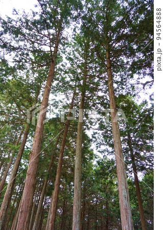 金尾山つつじ祭り ひのき 檜 お手植え ヤマツツジ 金尾山つつじ祭り ひのき 檜 お手植え ヤマツツジ 94564888