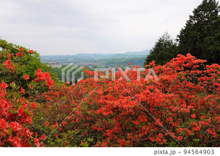 金尾山つつじ祭り ヤマツツジ 金尾山つつじ祭り ヤマツツジ 94564903