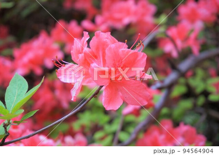 金尾山つつじ祭り　ヤマツツジ　 94564904
