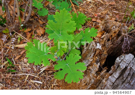 タケニグサ 竹似草 タケニグサ 竹似草 94564907