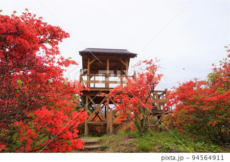 金尾山つつじ祭り　ヤマツツジ　 94564911