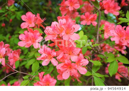 金尾山つつじ祭り　ヤマツツジ　 94564914