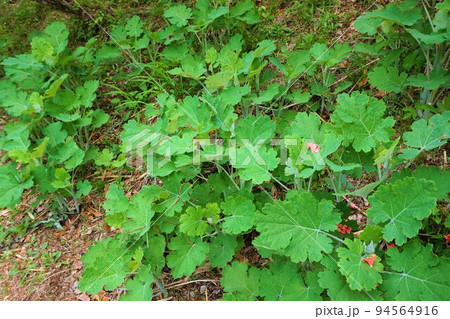 タケニグサ 竹似草 タケニグサ 竹似草 94564916