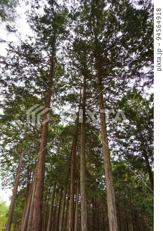 金尾山つつじ祭り　ひのき　檜　お手植え　ヤマツツジ 94564918