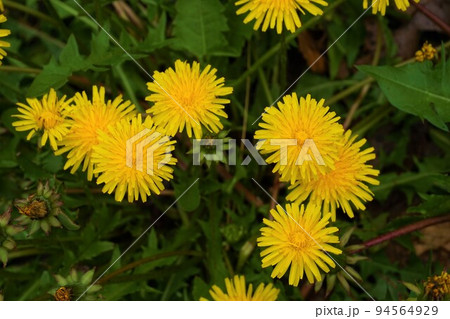 たんぽぽ　蒲公英 94564929