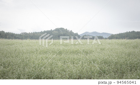奈良県 笠のそば畑 奈良県 笠のそば畑 94565041