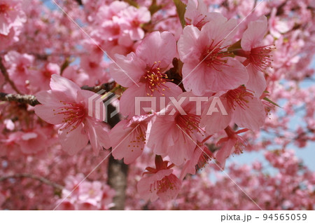 河津桜 94565059