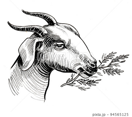 Mountain Goat Oreamnos Americanus Realistic Drawing Stock Illustration  2027982371 | Shutterstock