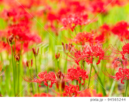 秋の風物詩　群生して咲き誇る満開の美しい彼岸花 94565244