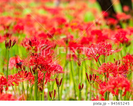 秋の風物詩　群生して咲き誇る満開の美しい彼岸花 94565245