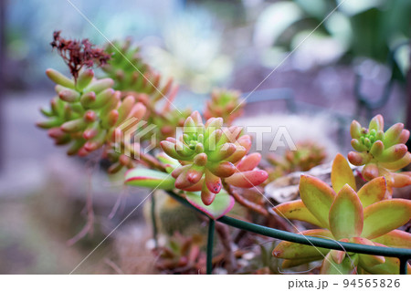屋外に飾られたプニプニした多肉植物が可愛い　光　鉢植え 94565826