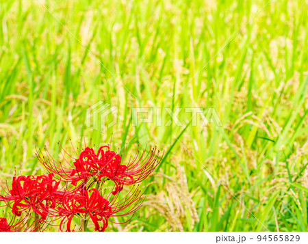 秋の風物詩　田んぼの畦に咲く満開の美しい彼岸花 94565829