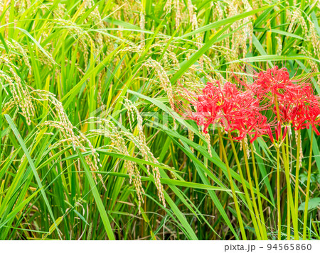 秋の風物詩 田んぼの畦に咲く満開の美しい彼岸花 秋の風物詩 田んぼの畦に咲く満開の美しい彼岸花 94565860