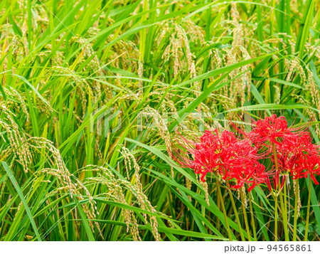 秋の風物詩　田んぼの畦に咲く満開の美しい彼岸花 94565861