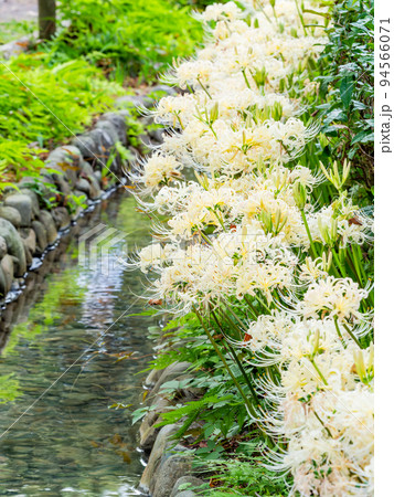 小川沿い咲く満開の白い彼岸花 94566071