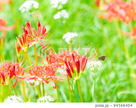 秋の風物詩　白いハナニラにとまるセセリチョウと群生して咲き誇る満開の彼岸花 94566404