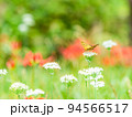 秋の風物詩　白いハナニラにとまるツマグロヒョウモン蝶と群生して咲き誇る満開の彼岸花 94566517