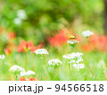 秋の風物詩　白いハナニラにとまるツマグロヒョウモン蝶と群生して咲き誇る満開の彼岸花 94566518