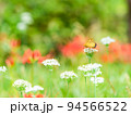 秋の風物詩　白いハナニラにとまるツマグロヒョウモン蝶と群生して咲き誇る満開の彼岸花 94566522