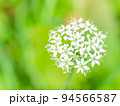 秋の花　かわいい白いハナニラ 94566587