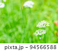 秋の花　かわいい白いハナニラ 94566588