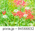 秋の花　かわいい白いハナニラと満開の赤い彼岸花 94566632