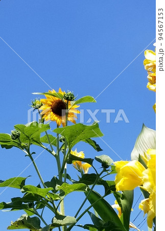 青空とひまわり 94567153