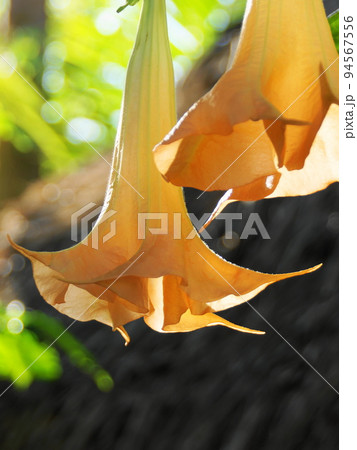 ラッパ状の花 熱帯植物(3月)キダチチョウセンアサガオ21V3.4 ラッパ状の花 熱帯植物(3月)キダチチョウセンアサガオ21V3.4 94567556