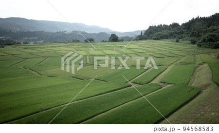 山形県 椹平の棚田 94568583