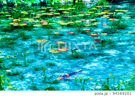 岐阜県関市 モネの池 岐阜県関市 モネの池 94569201