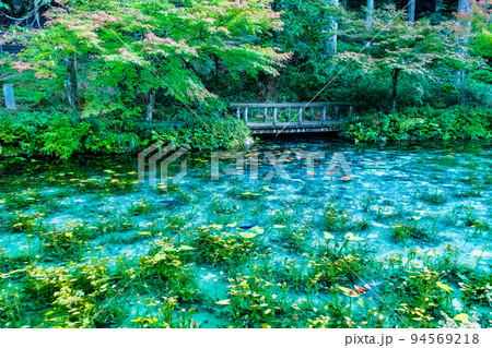 岐阜県関市　モネの池 94569218