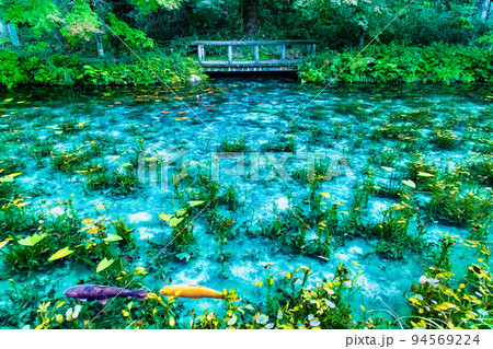 岐阜県関市　モネの池 94569224