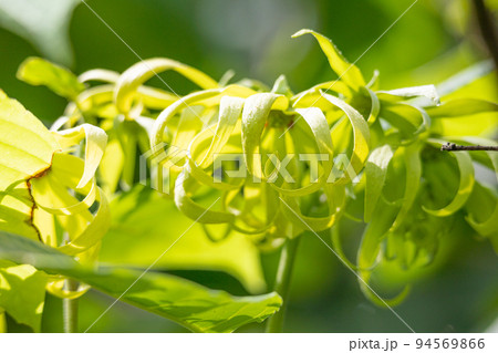 イランイランノキの花が咲いた(精油原料) 学名:cananga odorata イランイランノキの花が咲いた(精油原料) 学名:cananga odorata 94569866