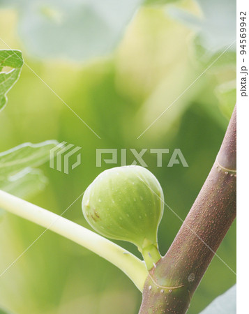 まだ青い無花果の実 まだ青い無花果の実 94569942
